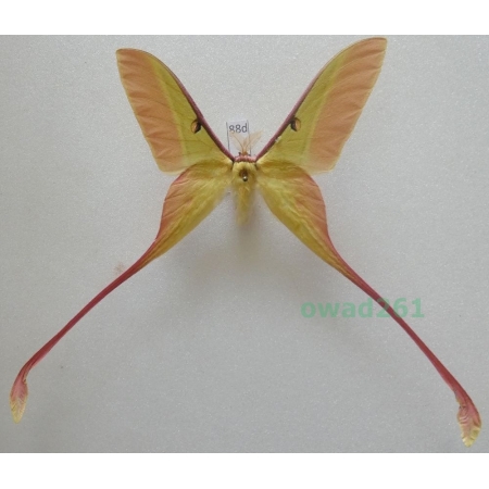 Actias dubernardi (Oberthür, 1897) male ex. ovo China 77mm88d